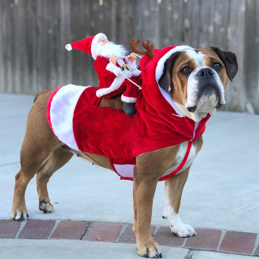 🎄 Christmas Clothes for Dogs and Cats 🐾 - Festive Outfits for Pets of All Sizes 🎅